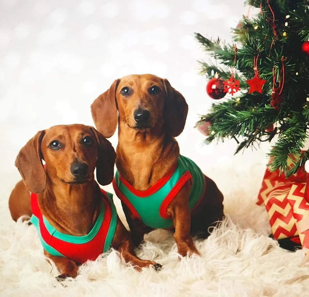 Funny Holiday Pet Shirts